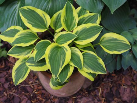 Hosta ´Grand Prize´